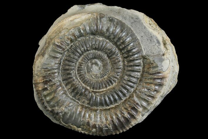 Ammonite (Dactylioceras) Fossil - England #149785